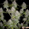 Orange Sherbet Auto Feminised — изображение 2
