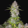 Orange Sherbet Auto Feminised