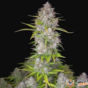 Orange Sherbet Auto Feminised