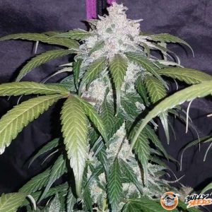 Pineapple Express Auto Feminised