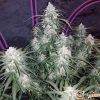 Pineapple Express Auto Feminised — изображение 2