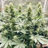 Power Plant Auto Feminised — изображение 2