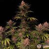 Purple Bud Feminised — изображение 2