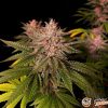 Purple Bud Feminised