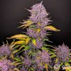 Purple Lemonade Auto Feminised — изображение 2