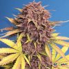 Purple Lemonade Auto Feminised
