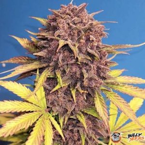 Purple Lemonade Auto Feminised