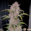 Purple Opium Auto Feminised