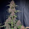 Purple Opium Auto Feminised — изображение 2