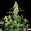Royal Queen Auto Feminised — изображение 2