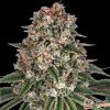 Sensi Skunk Automatic Feminised