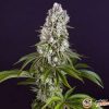 Sensi Skunk Automatic Feminised — изображение 2