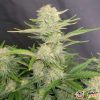 Silver Bullet Auto Feminised