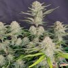 Silver Bullet Auto Feminised — изображение 2