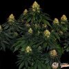Skywalker Og Auto Feminised — изображение 2