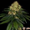 Skywalker Og Auto Feminised