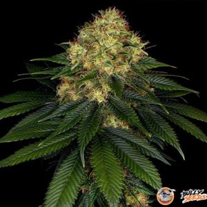 Skywalker Og Auto Feminised