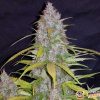 Snow Ryder Auto Feminised