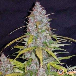 Snow Ryder Auto Feminised