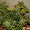 Sour Diesel Auto Feminised — изображение 2