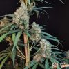 Sweet Cheese Auto Feminised