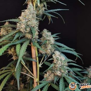 Sweet Cheese Auto Feminised