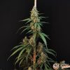 Sweet Cheese Auto Feminised — изображение 2