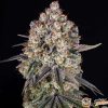 Sweet Tooth Auto Feminised