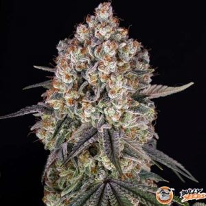 Sweet Tooth Auto Feminised