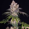 Sweet Tooth Auto Feminised — изображение 2
