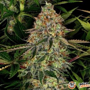 Tangerine Dream Feminised