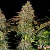Tangerine Dream Feminised — изображение 2