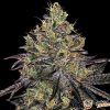 Watermelon Zkittlez Auto Feminised