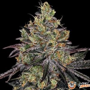 Watermelon Zkittlez Auto Feminised