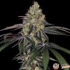 Watermelon Zkittlez Auto Feminised — изображение 2