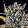 Wedding Cake Auto Feminised