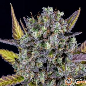 Wedding Cake Auto Feminised