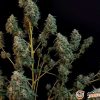 White Diesel Haze Automatic Feminised