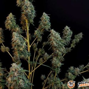 White Diesel Haze Automatic Feminised