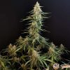 White Diesel Haze Automatic Feminised — изображение 2