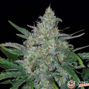 White Russian XXL Auto Feminised