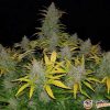 White Russian XXL Auto Feminised — изображение 2