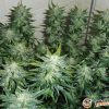 White Skunk Automatic Feminised — изображение 2