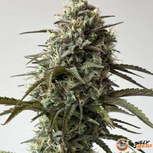White Skunk Automatic Feminised