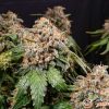 White Widow Auto Feminised — изображение 2
