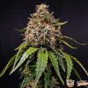 White Widow Auto Feminised