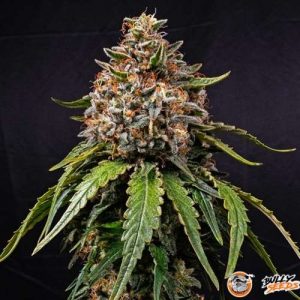 White Widow Auto Feminised