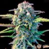 White Widow Feminised