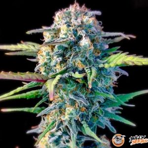 White Widow Feminised