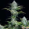 White Widow Feminised — изображение 2